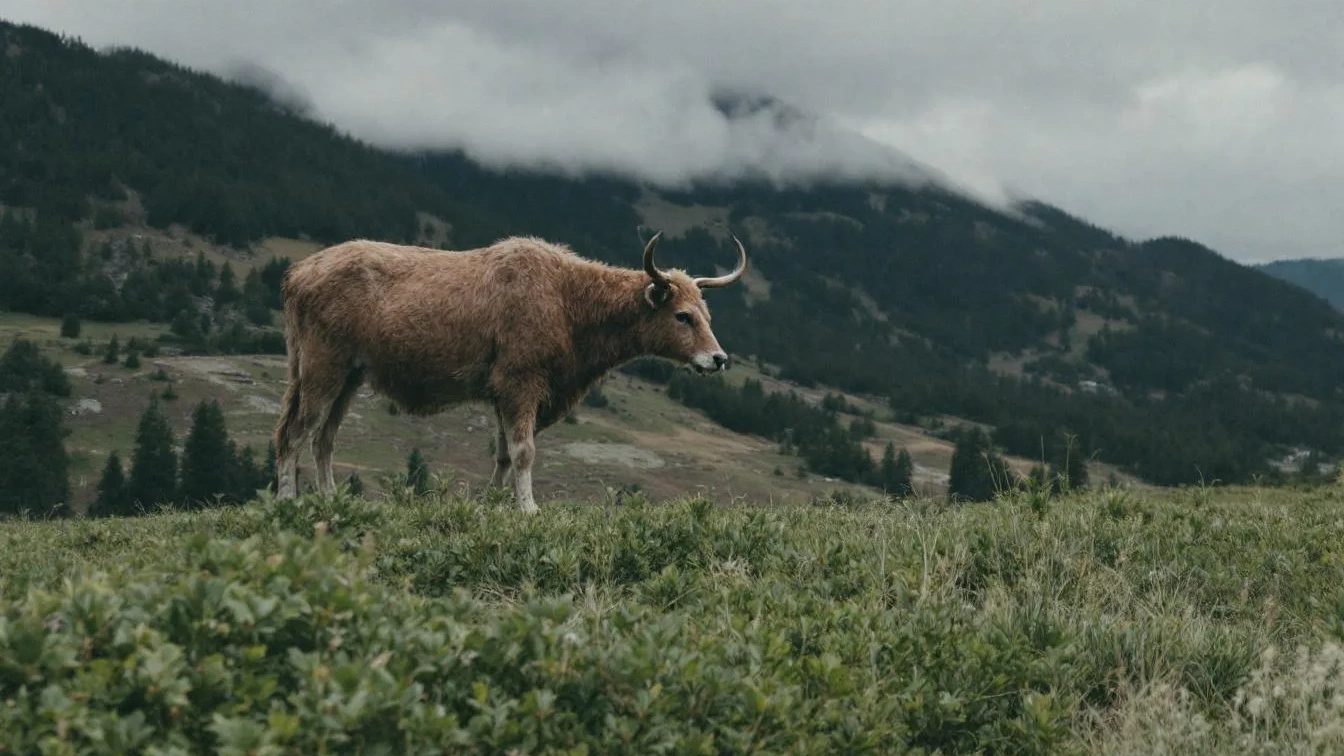 Der Orchideen-Trick: Ein Löffel dieses Hausmittels sorgt für sofortige neue Blüten